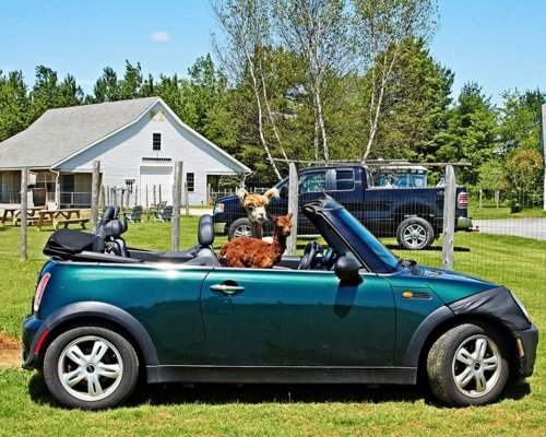 fortheloveofalpacas:

We were bored. The logical solution was to put a baby alpaca in a mini cooper.
Featured on The Funniest Posts of Tumblr Blog