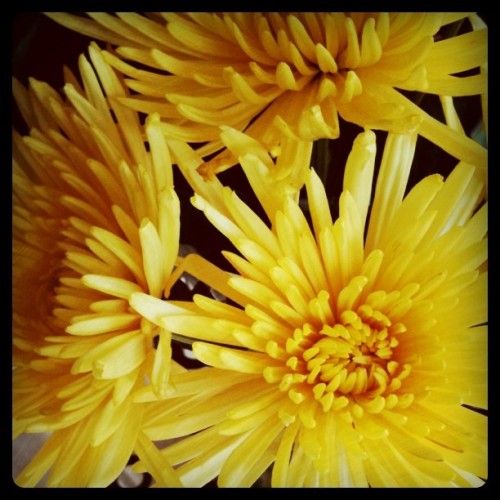 I love me some spider mums! (Taken with instagram)
