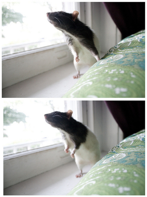 Templeton The Rat. Templeton on Flickr. rat