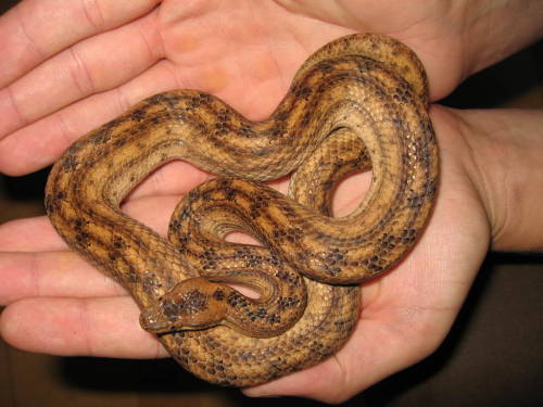 Cuban Wood Snake
