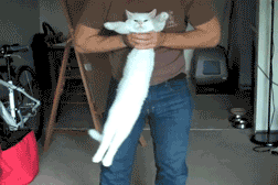 peterfromtexas:

Long cat is long
