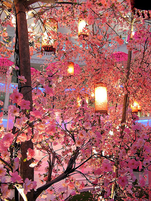 
Cherry Blossom Lanterns, Malaysia
 photo by smallcloud
