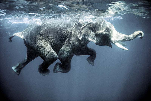 All sizes / Swimming elephants / Flickr - Photo Sharing! (elephant)