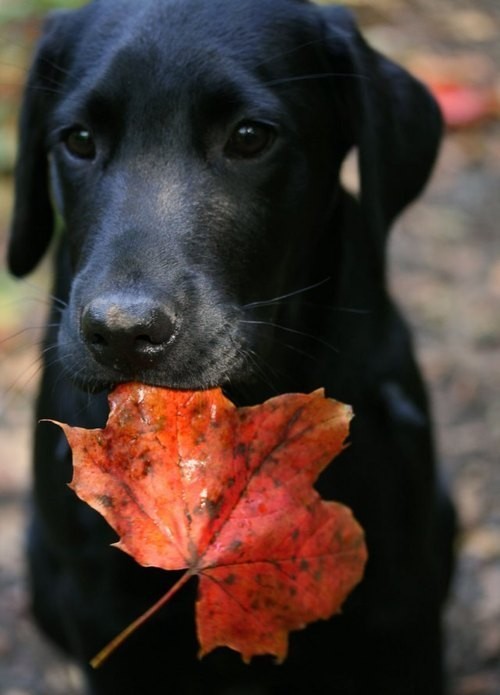 lavendersummers:

Aww! Two of my favorite things: labs and beautifully colored fall leaves :)
