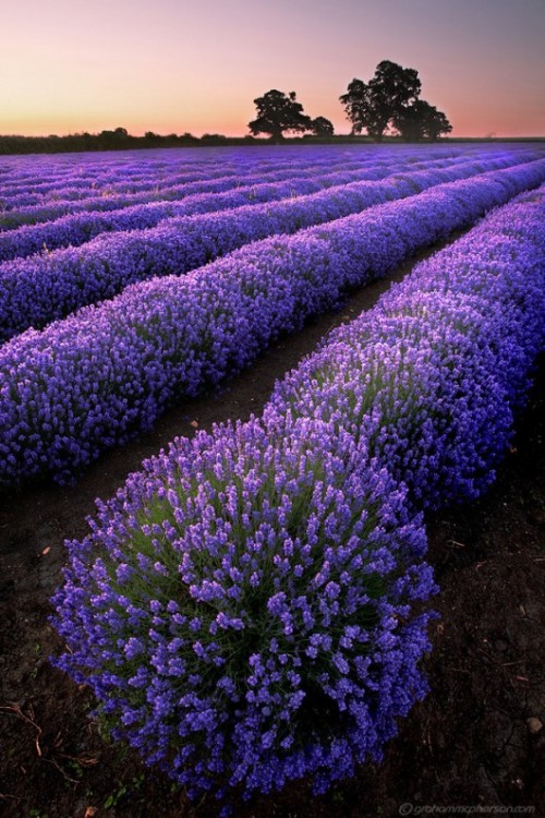 Lavender Sunset, Provence, France
photo via piccsy