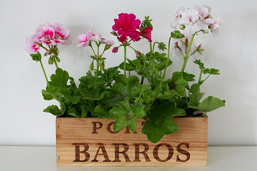 pelargoniums in a Port wine box (by Saídos da Concha)