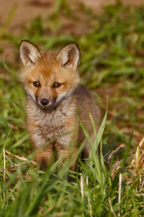 p-e-r-e-g-r-i-n-e:

red fox kit
