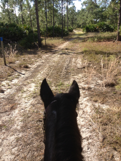 Not a better way to view the world than between the ears of a good horse.