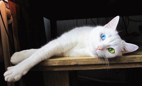 White Cat Green Eyes Breed