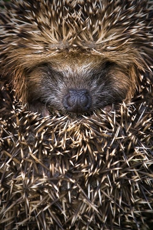 llbwwb:

Rolled up Hedgehog by AnimalKingdom
