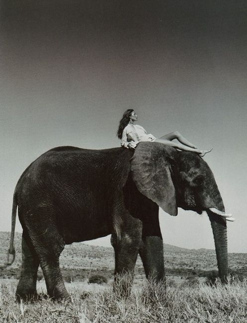Piccsy :: Untitled/♥♥♥ (elephant,model,dream)