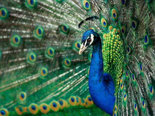 definitelydope:

True Colors, Peacock (by lehongwang)
