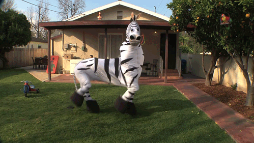 zebra running man animated gif