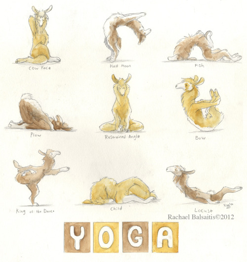 Yoga+Llamas=Perfection!