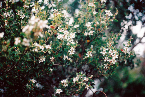 aisteach:

flowers by reinvented reality on Flickr.

