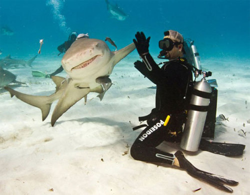 (via High-Fiving Shark Is All “GIMME ONE!” | Best Week Ever)
