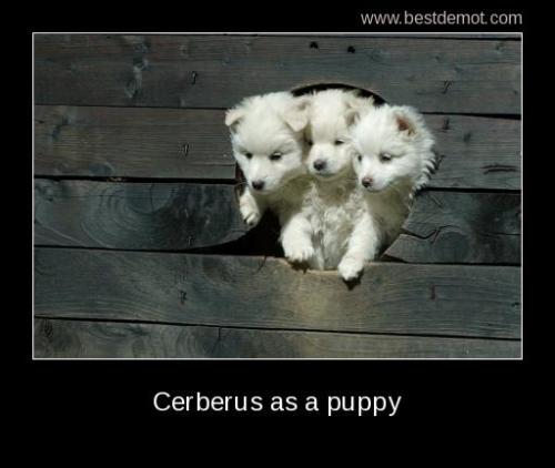 Best demot - demotivational pictures | Demotivational pictures | Cerberus as a puppy