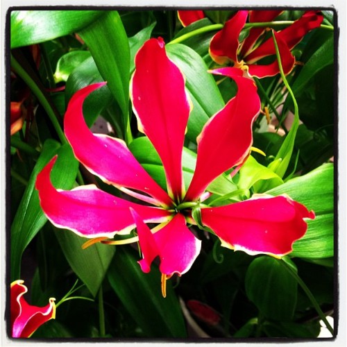 Nästan som flame lily. (Taken with instagram)