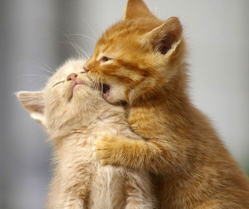 Puppies And Kittens Kissing. how the big kitties kiss?amp;