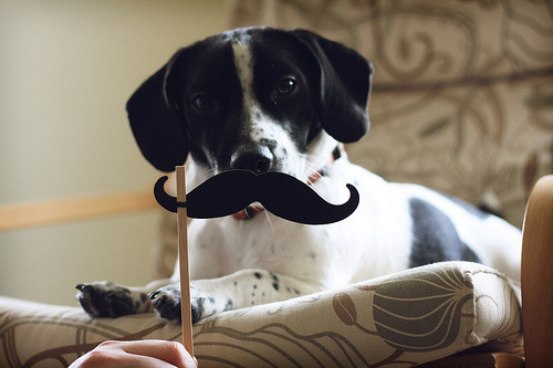 Dog with a Mustache (via ginnerobot) adorable. i&#8217;m in love.