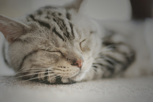 I&#8217;m never gonna work. I keep sleeping all day. That&#8217;s my job. Zzzz&#8230; (by ღMayuღ) 