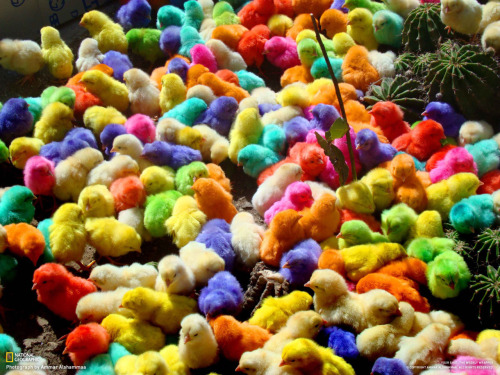 . Дамаск. Непосредственно перед тем, как эти цыплята вылупились, в яйца был внесен специальный краситель, благодаря чему птенцы появились раскрашенными во все цвета радуги. Со временем цвет цыплят поменяется на обычный.