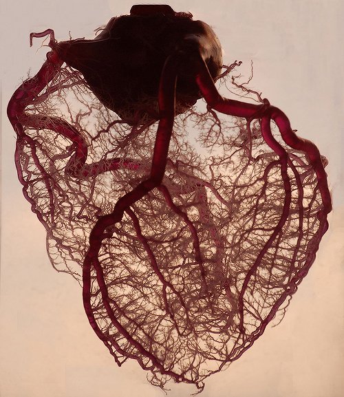 imtiredofbeingsexy: The human heart stripped of fat and muscle, with just the angel veins exposed. I thought it was a tree. Call me weird but I think this is so fucking beautiful.