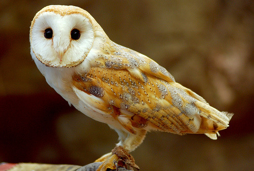 Barn owl (by floridapfe) 