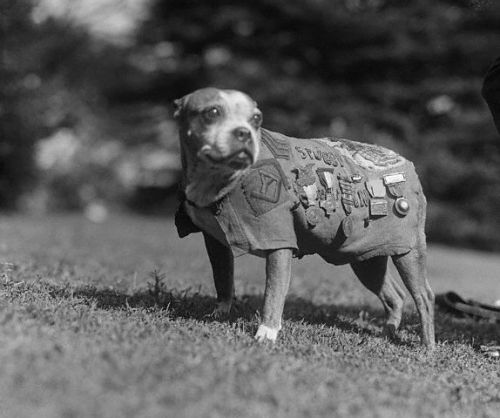 This dog’s story is one of the most interesting things you will ever read.  Sgt Stubby, World War I’s most decorated war dog. 