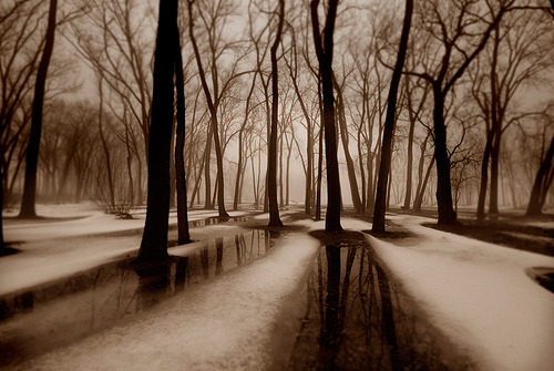 arcobalenii: Trees, Snow and Fog (by Peter Bowers) 
