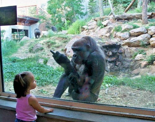 blondhousewife: Koko was in no mood for anyone’s crap that day. OOOOOOOh SNAP.. The Gorilla DEAD Flipped Shorty Off, LMAOOOO