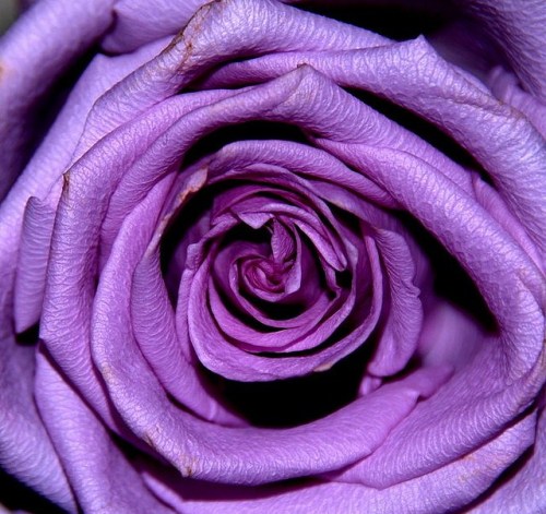 pyrrhic-victoria: Purple Rose by Dimitrios Chailas 