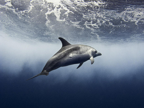 ruineshumaines: delfín contra estela (by numibio) 